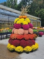 Fall Flower and Mum Sale